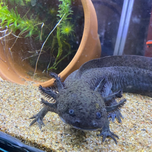 Bébés axolotls en cours d'élevage