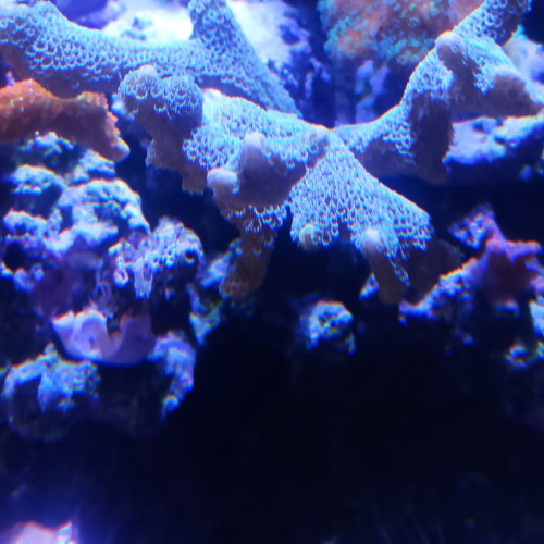 montipora digitata bleu