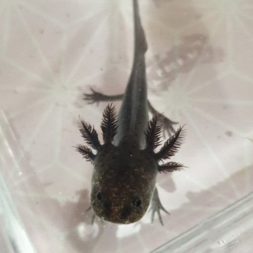 Ambystoma mexicanum