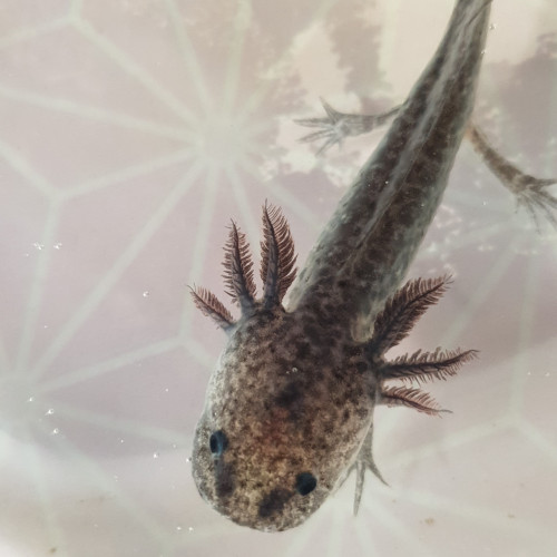 Ambystoma mexicanum