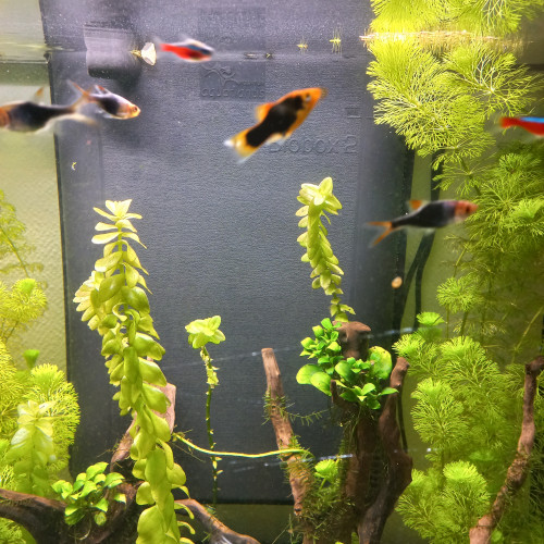 Vente Poisson et Plantes Aquarium Eau Chaude