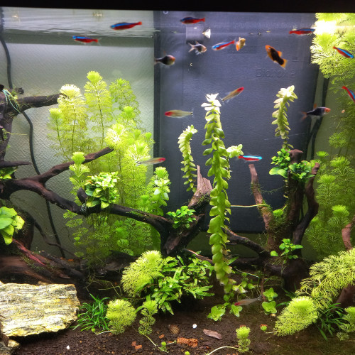 Vente Poisson et Plantes Aquarium Eau Chaude