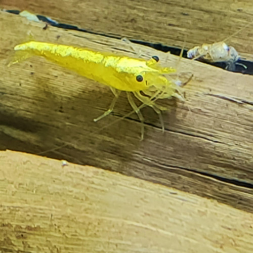 Crevettes Yellow Néon