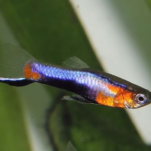 Guppys Endler Blue Star