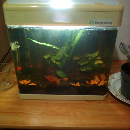 Vend Deux aquariums + plantes + matériels + crevettes et escargots