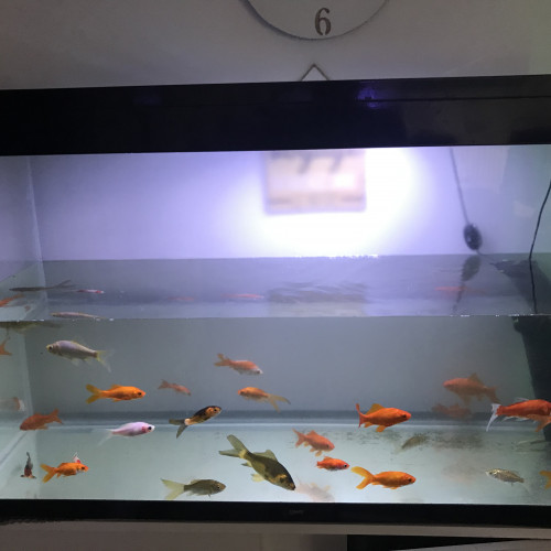 Poisson rouge 1 à 3 ans (1 a 3 euros)