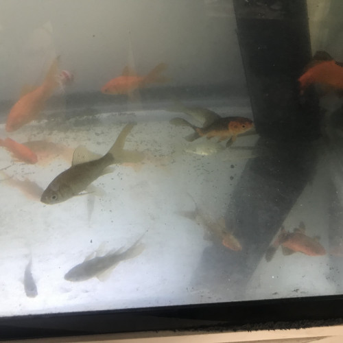 Poisson rouge 1 à 3 ans (1 a 3 euros)