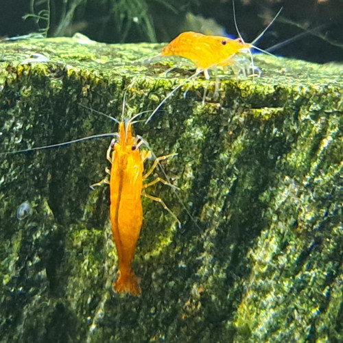 Neocaridina orange