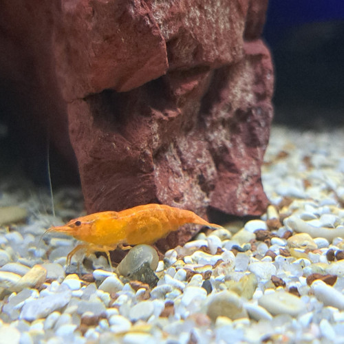 Neocaridina orange