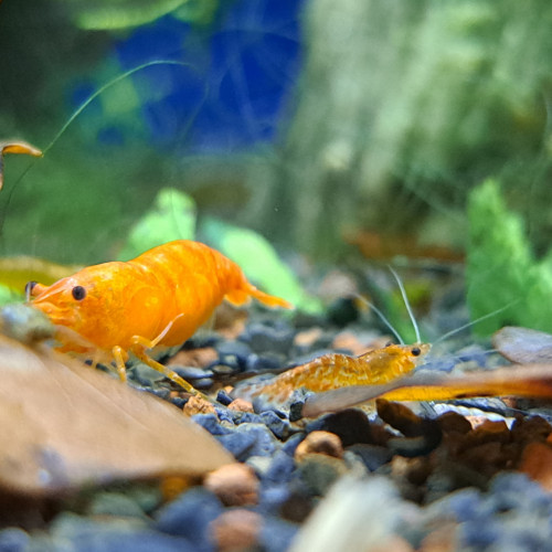 Neocaridina orange