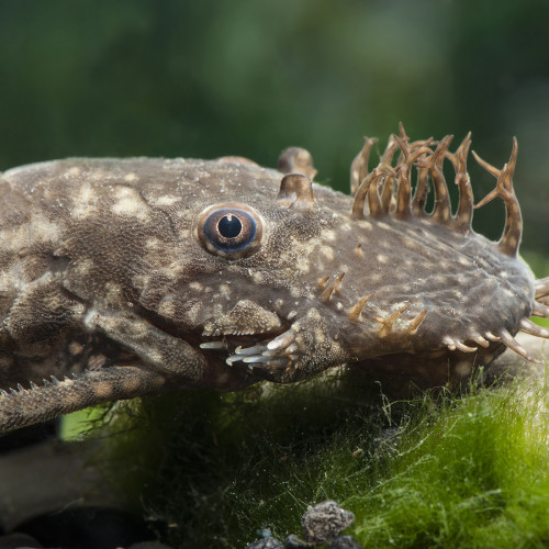 Ancistrus dolichopterus