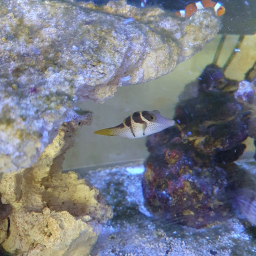 Vend poisson eau de mer dans le 68