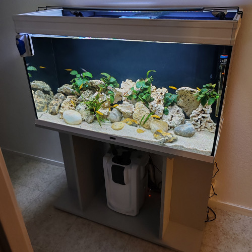 Aquarium tanganyika 240l