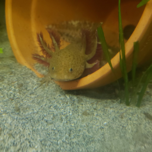 Jeunes axolotls  coppers