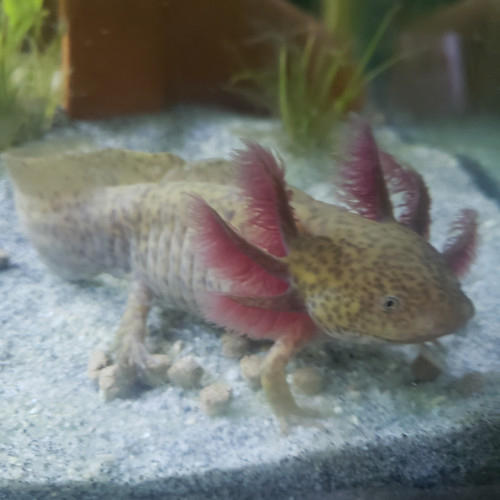 Jeunes axolotls  coppers