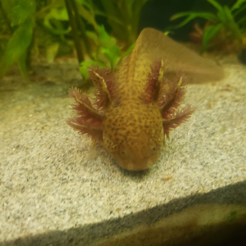 Jeunes axolotls  coppers