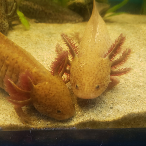 Jeunes axolotls  coppers