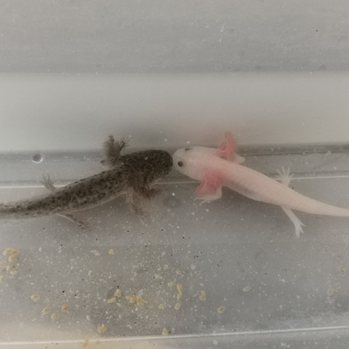 axolotl juvénile