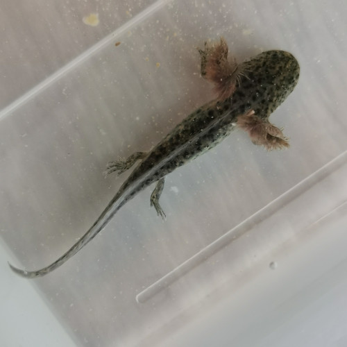 axolotl juvénile