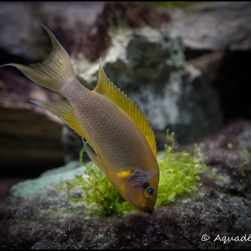 Neolamprologus pulcher daffodil