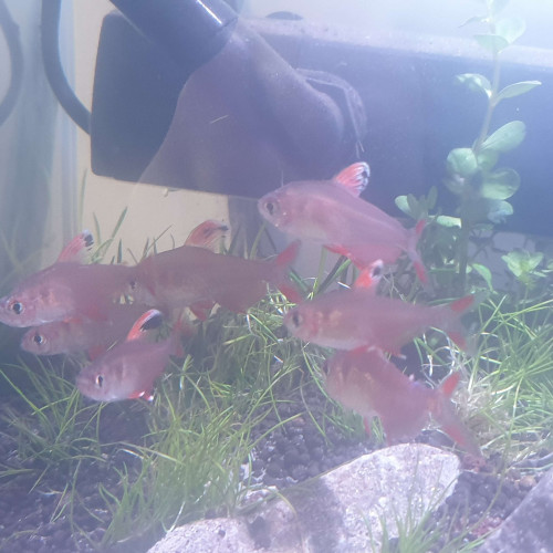 Rose Tetra White Fin (Bentosi)