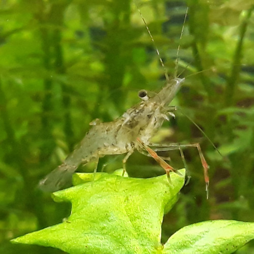 Crevettes macrobrachium