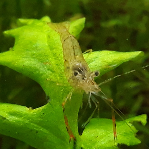 Crevettes macrobrachium