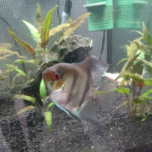 1 Scalaire - 1 tetra - 1 corydoras