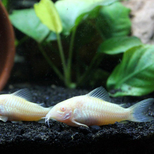 Corydoras albinos