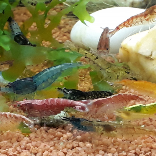 Lot  20 crevettes rouges ,bleues ,oranges etc