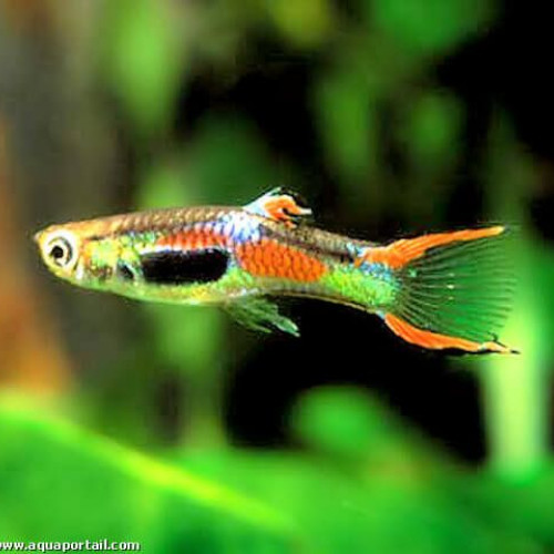 Guppy endler Picasso