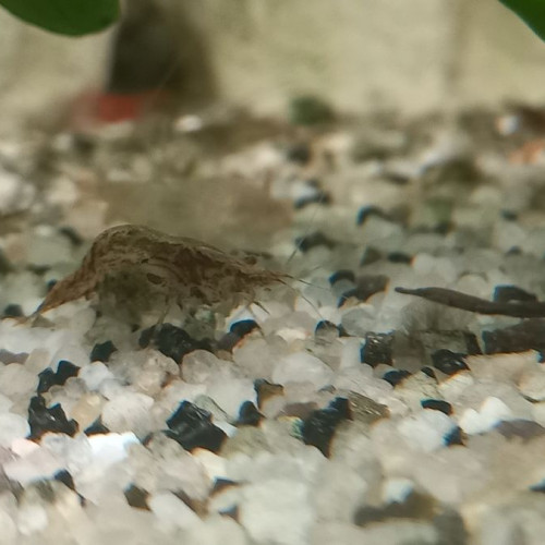 crevettes  grises et  légèrement  transparente