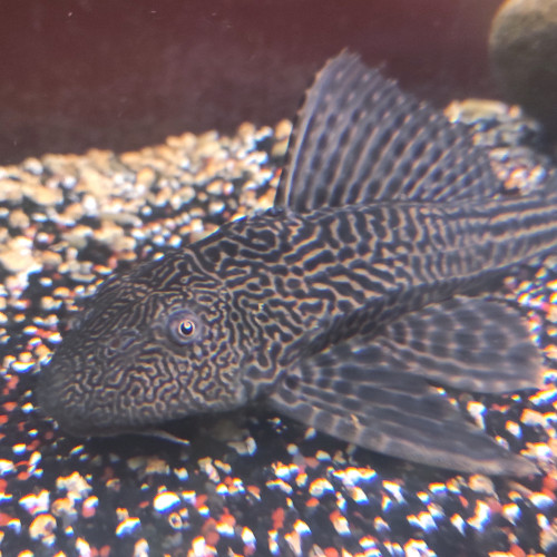 Don pleco environ 20cm