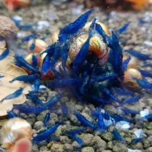 Lot crevettes Blue Dream Blue velvet