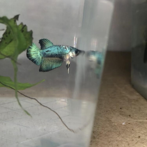 Bettas