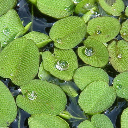 Salvinia natans et/ou auriculata