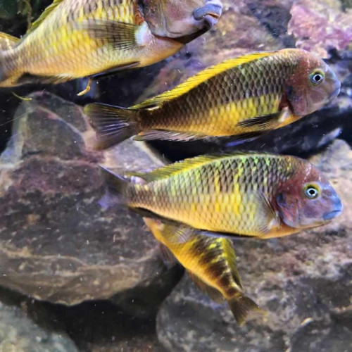 Tropheus moori musanga