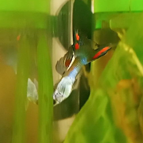 Guppy endler silverado black flame