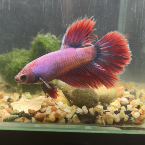 Betta