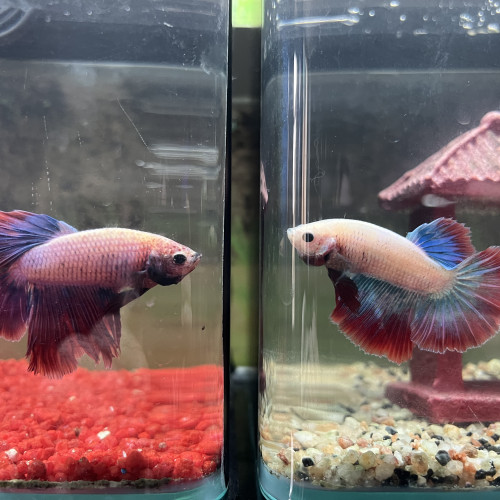 Betta