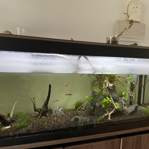 Aquarium Fluval 240 litres équipé avec sable, plantes et poissons (en option)