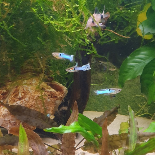 Guppy endler   : tiger et blue japan