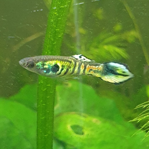 Guppy endler   : tiger et blue japan