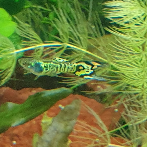 Guppy endler   : tiger et blue japan