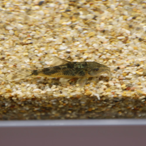 corydoras paleatus