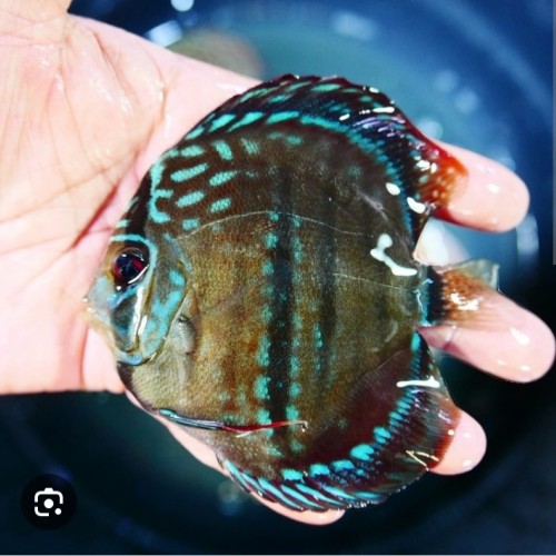 Recherche discus heckel croos