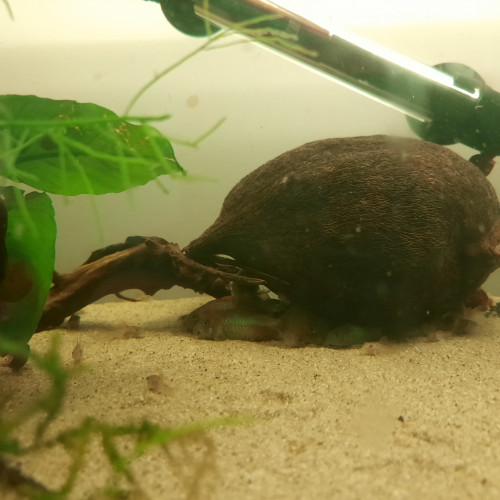 Corydoras Orange Venezuela