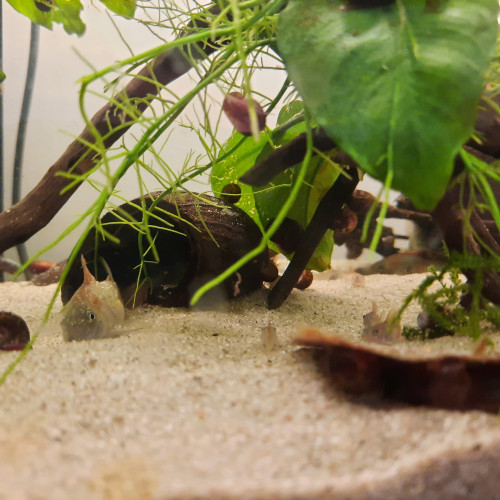 Corydoras Orange Venezuela