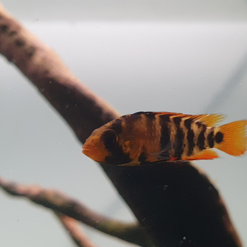 Apistogramma baenschi