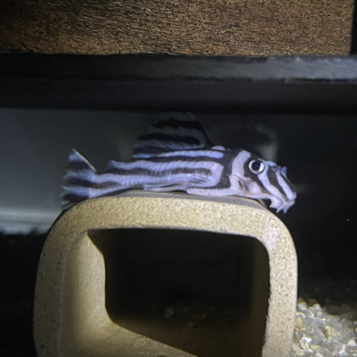 Hypancistrus zebra L46